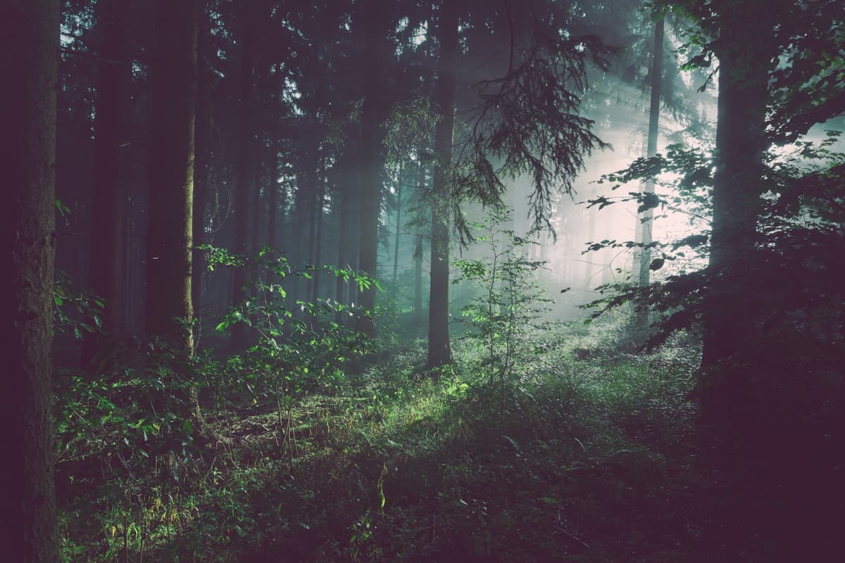Forest breath