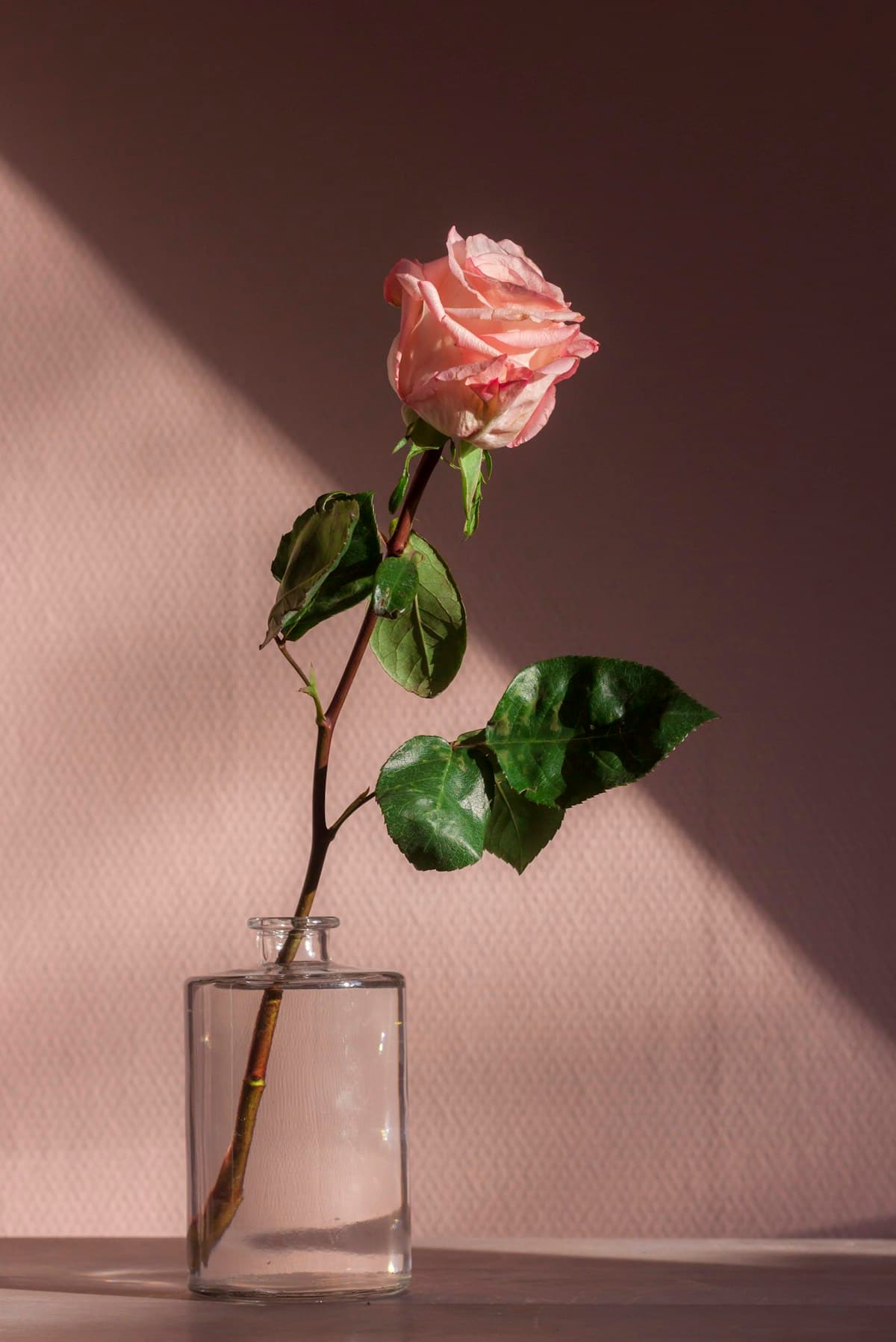 Rose shadow